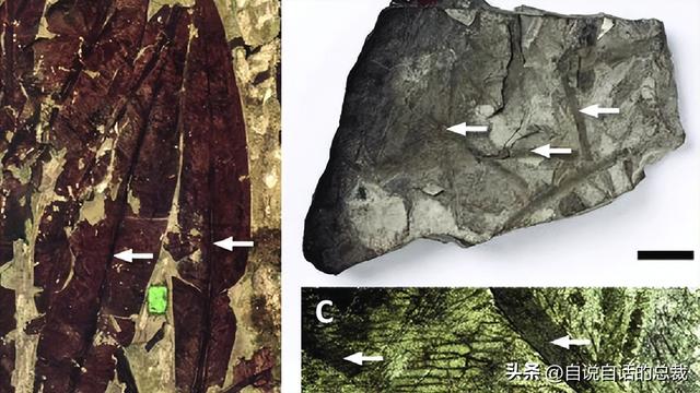 南极：地心人、血瀑布……随着今年科考深入南极却变得越来越神秘